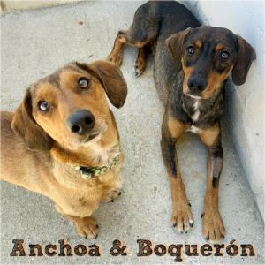 Anchoa & Boquern