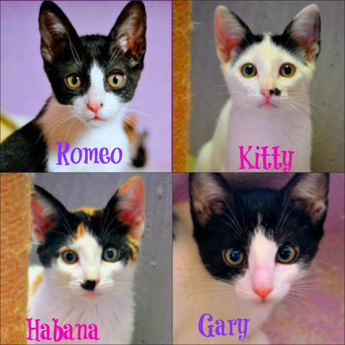 Kitty, Gary, Romeo y Habana