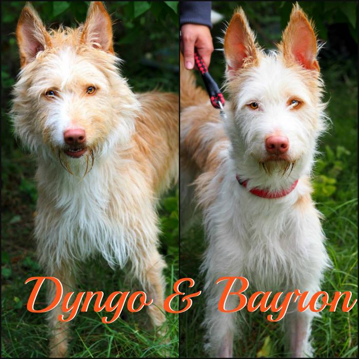 Dyngo & Bayron