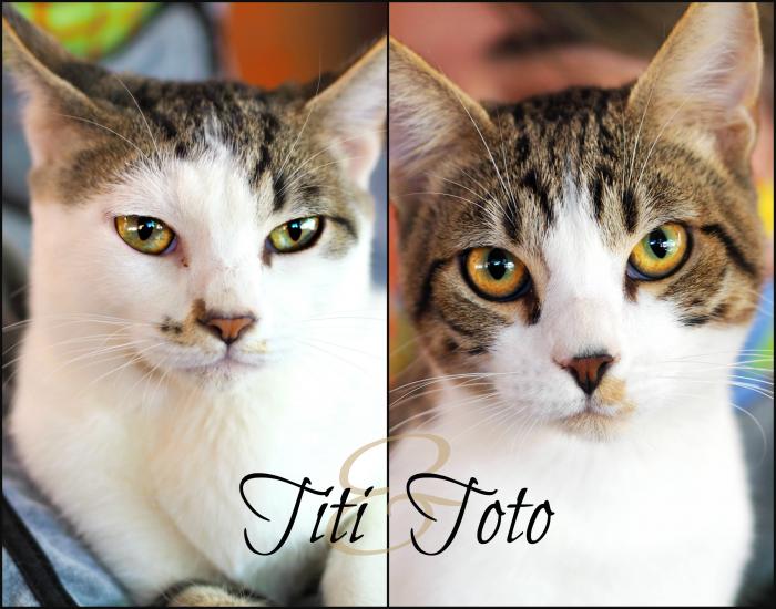 Titi & Toto