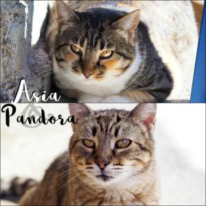 Asia&Pandora