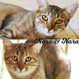 Nora & Nara