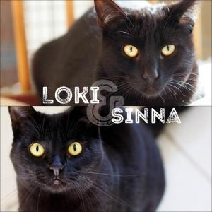 Loki & Sinna 