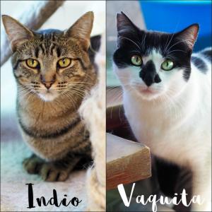 Indio & Vaquita