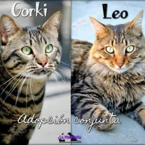  Gorki y Leo 